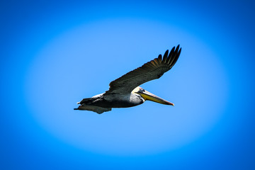 Pelican flying on a blue sky
