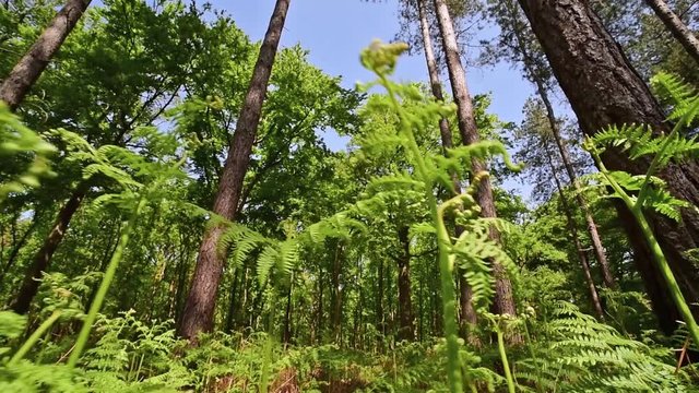 Dolly shot simulating insect flying over common bracken / eagle ferns (Pteridium aquilinum) in pine forest