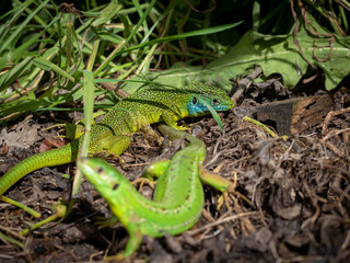 Lézard vert mâle et femelle.