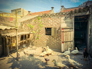 Typical brick chicken coop in countryside Vietnam with laying hens, roosters and ducks pecking grains