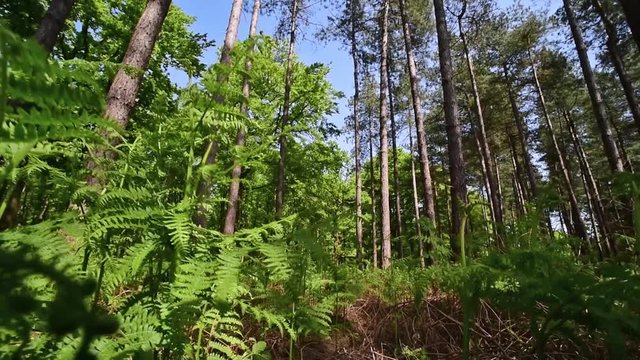 Dolly shot simulating insect flying over common bracken / eagle ferns (Pteridium aquilinum) in pine forest