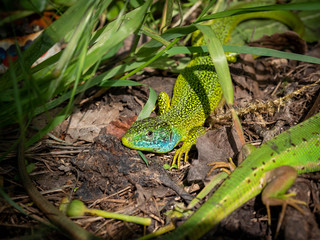 Lézard vert mâle et femelle.