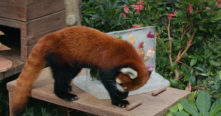 Hong Kong, 29 March 2020: Red panda in ocean park
