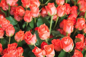 Roses Wow NT Bush Background