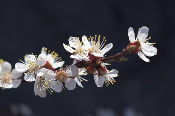 Cherry Blossom Sakura flower isolated in black background