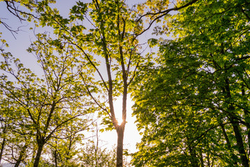 a tree in a forest with the sun in the background