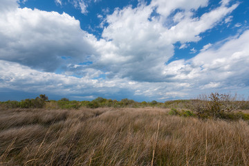 Fototapeta premium Clouds passing over the marsh at Back Bay National Wildlife Refuge