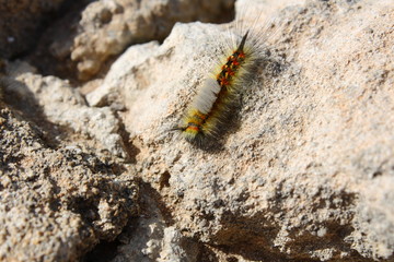 Bruco, farfalla, Orgyia anartoides