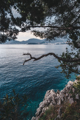 Fototapeta premium tree in the water
