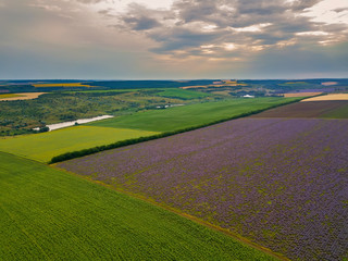 Aerial view of a landscape with lavender field