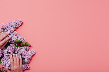 blooming lilac flowers in spring on a pink background