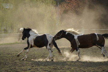 Pferde in Aktion © Tristan