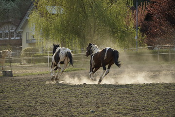 Fototapeta na wymiar Pferder in Aktion