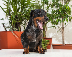 Portrait a nice and adorable dog with a background of plants.