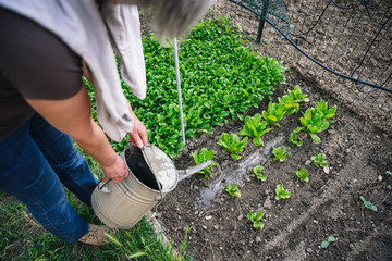 Friendly adult woman watered with a watering small plants of lettuce in the garden - Senior working the land in its social urban garden in anticipation of the harvest - Ecological and sustainable