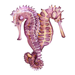  watercolor print of seahorses in love © SvetaMogi