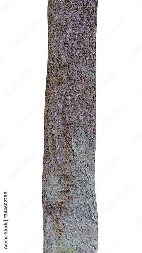 Aufkleber pine trunk isolated on a white background. tree for design