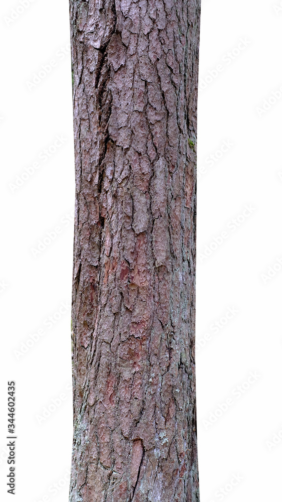 Poster pine trunk isolated on a white background. tree for design
