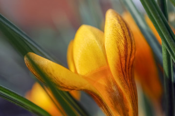 yellow Crocus flower on a beautiful background