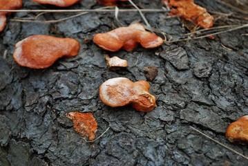 orange bracket fungus growing on a fallen tree in the woods