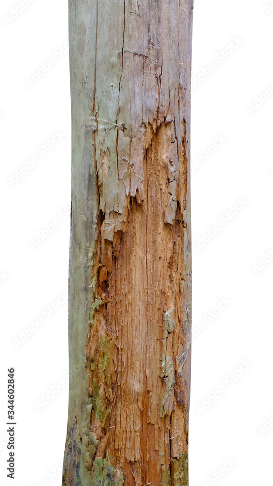 Poster pine trunk isolated on a white background. tree for design