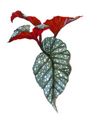 Begonia. Houseplants. Gouache hand drawn illustration