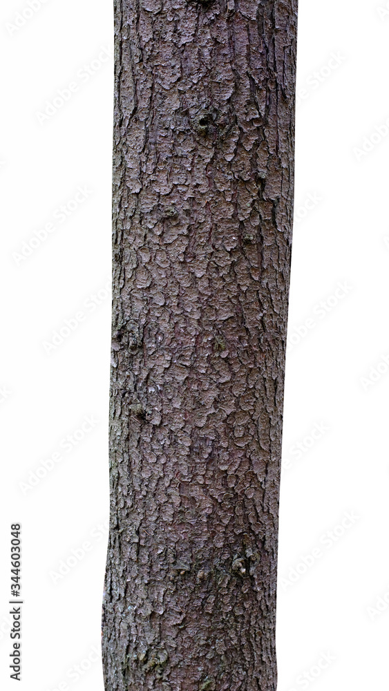 Poster pine trunk isolated on a white background. tree for design