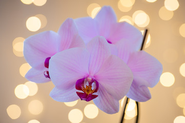Explosion of beauty. Phalaenopsis orchid