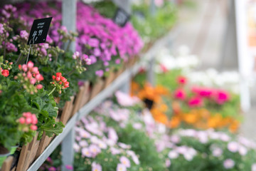 Fototapeta na wymiar Colourful Geraniums plants in flower shop, selective focus