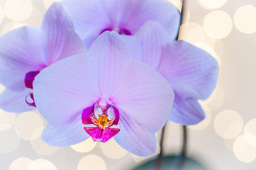 Fototapeta na wymiar Explosion of beauty. Phalaenopsis orchid