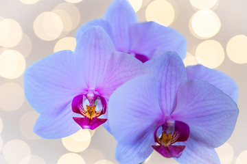 Explosion of beauty. Phalaenopsis orchid