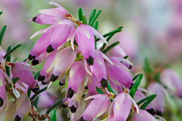 Macro of blossoms from a winter-flowering heather plant