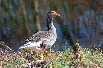 Greylag goose at the waterside