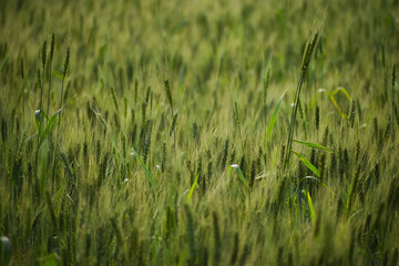 green wheat field