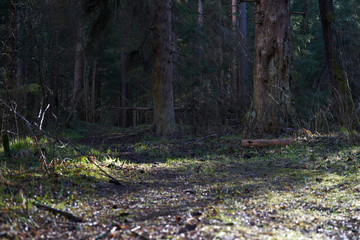 An old dirt road in the middle of the forest. The sun's rays break through the trees