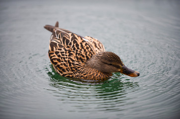 duck on the lake drinking water