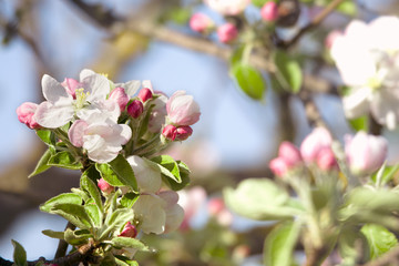 Obraz premium Beautiful closeup apple branch with buds of flowers in spring.Free space.