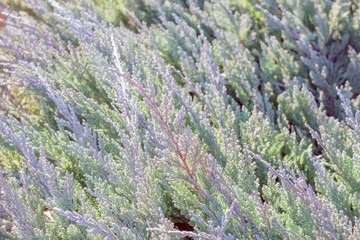 spruce tree branches close up