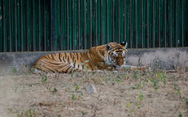 The tiger is the largest extant cat species and a member of the genus Panthera.
