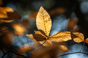 Mount Severance Schroon Lake Upstate New York Adirondacks
