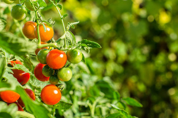 cherry tomatoes of various ripeness ripeness in a home greenhouse. eco food.