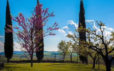 Mattina di primavera nella natura toscana
