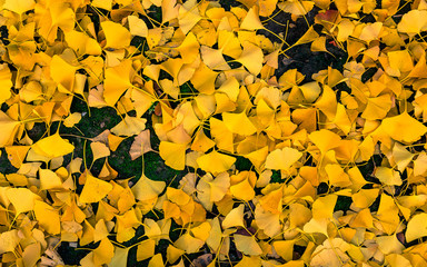 Tappeto di foglie autunnali