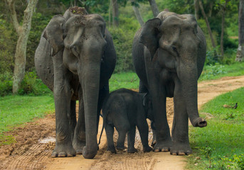 Fototapeta na wymiar elephants in the wild with calf