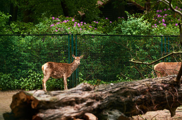 15.03.2019. Germany, Berlin. Zoologischer Garten. Adults and small deer walk through the teritorry and eat.