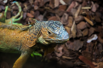 Close up of the colourful exotic iguana. Harsh and engaged eye.