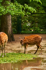 15.03.2019. Germany, Berlin. Zoologischer Garten. Adults and small deer walk through the teritorry and eat.