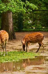 15.03.2019. Germany, Berlin. Zoologischer Garten. Adults and small deer walk through the teritorry and eat.