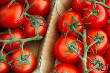 Freshly harvested cherry tomatoes