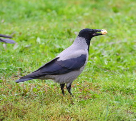 Crow with a piece of bread in its beak in the green grass